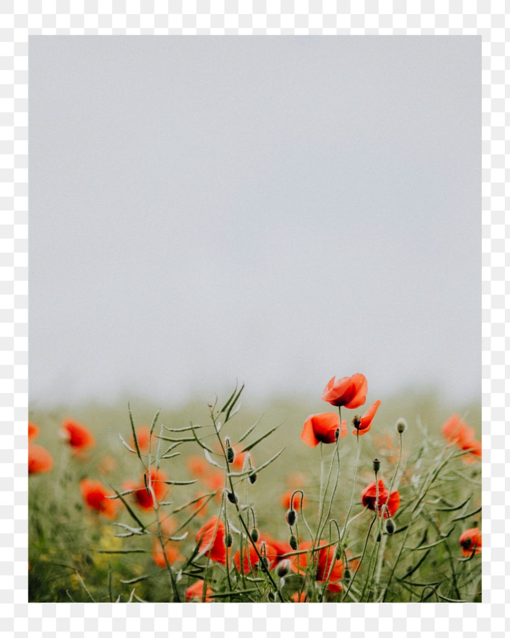 PNG rectangle shape mockup element, poppy flowers transparent background