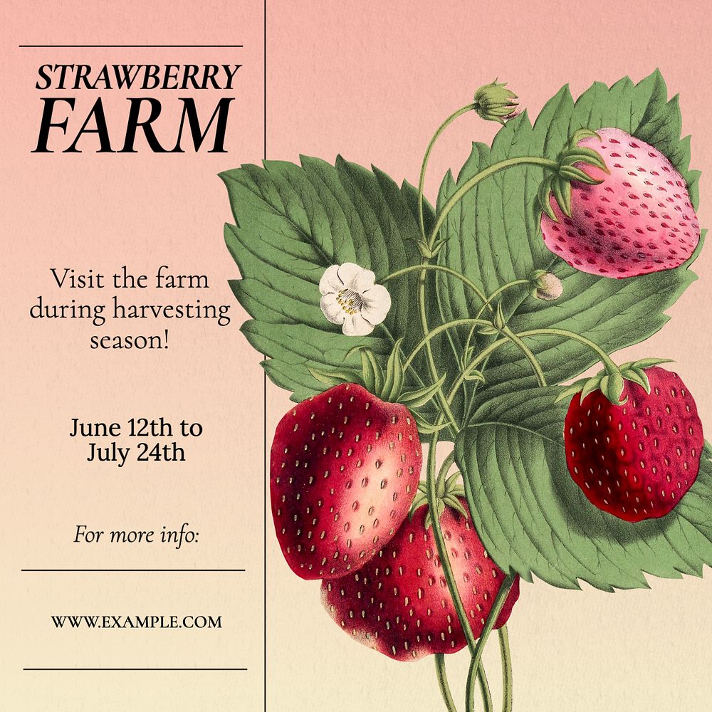 Strawberry farm sale Instagram post template, editable text