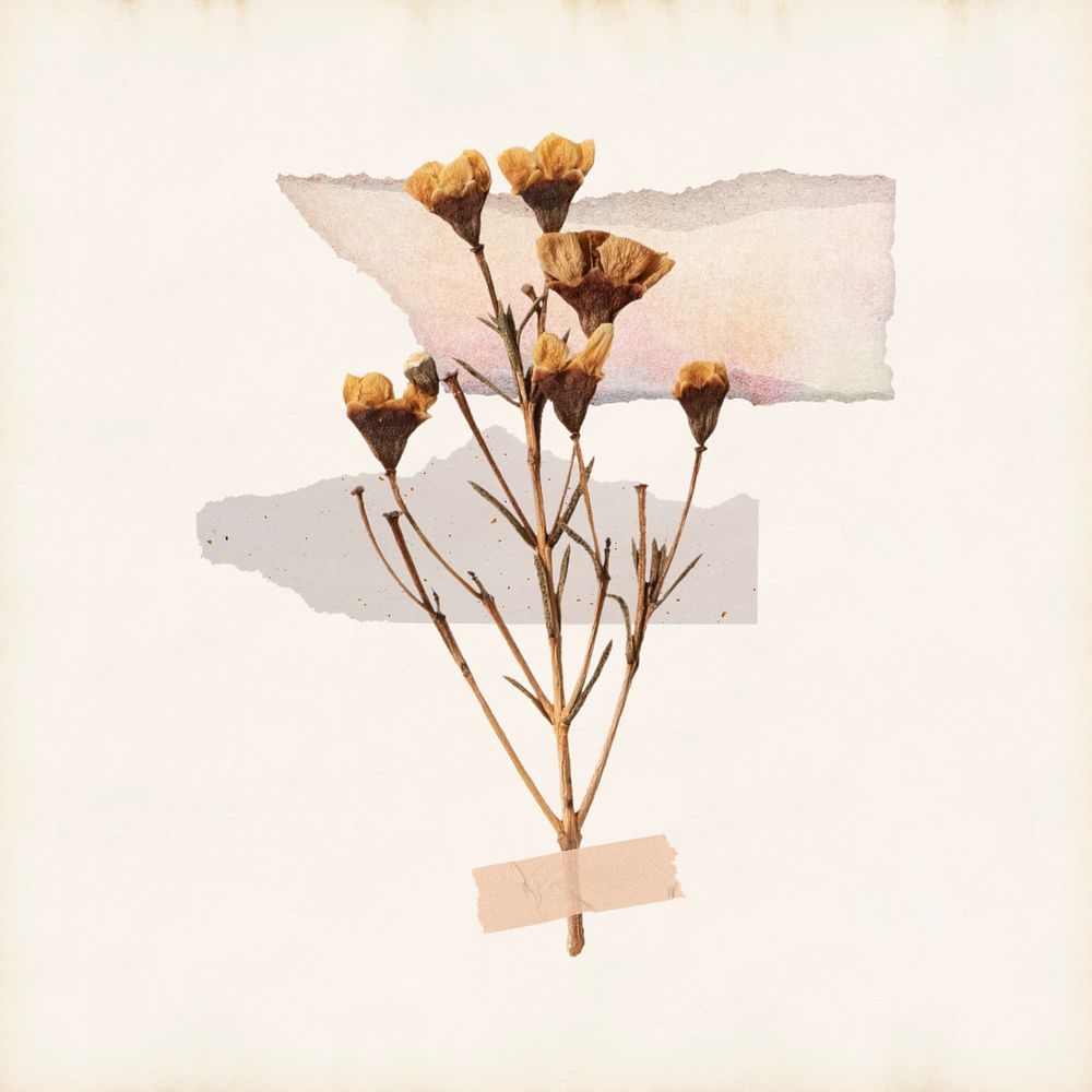 Aesthetic dried flower taped collage, editable design