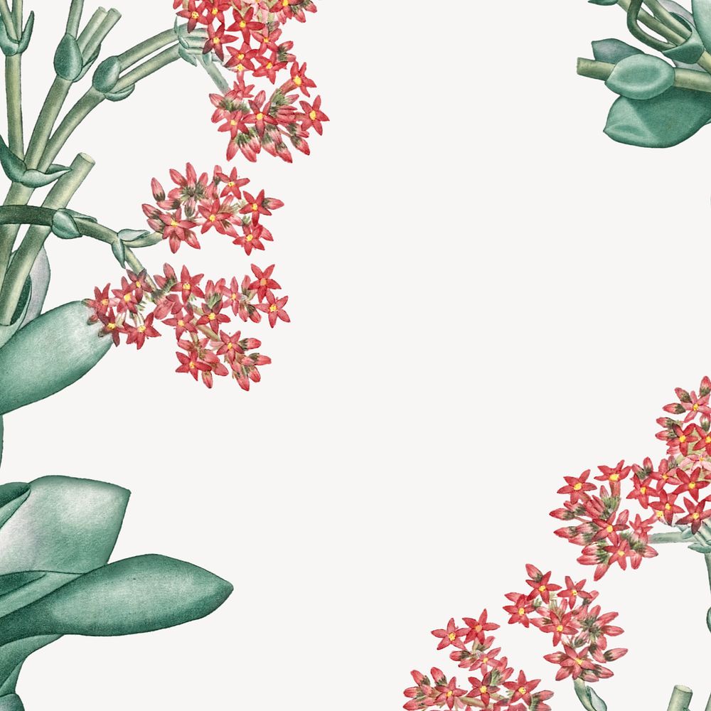 Off-white Ixora flower background, vintage botanical border, editable design