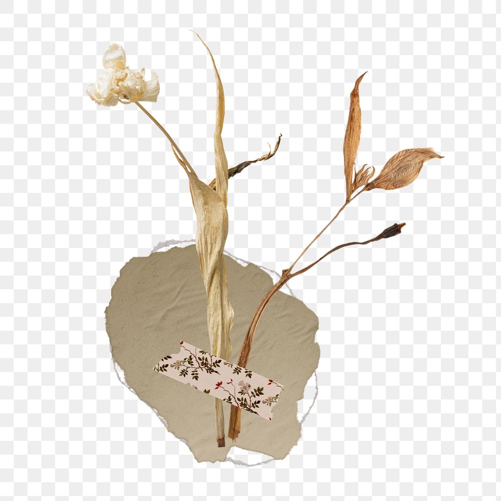 Aesthetic taped dried flower png, editable collage