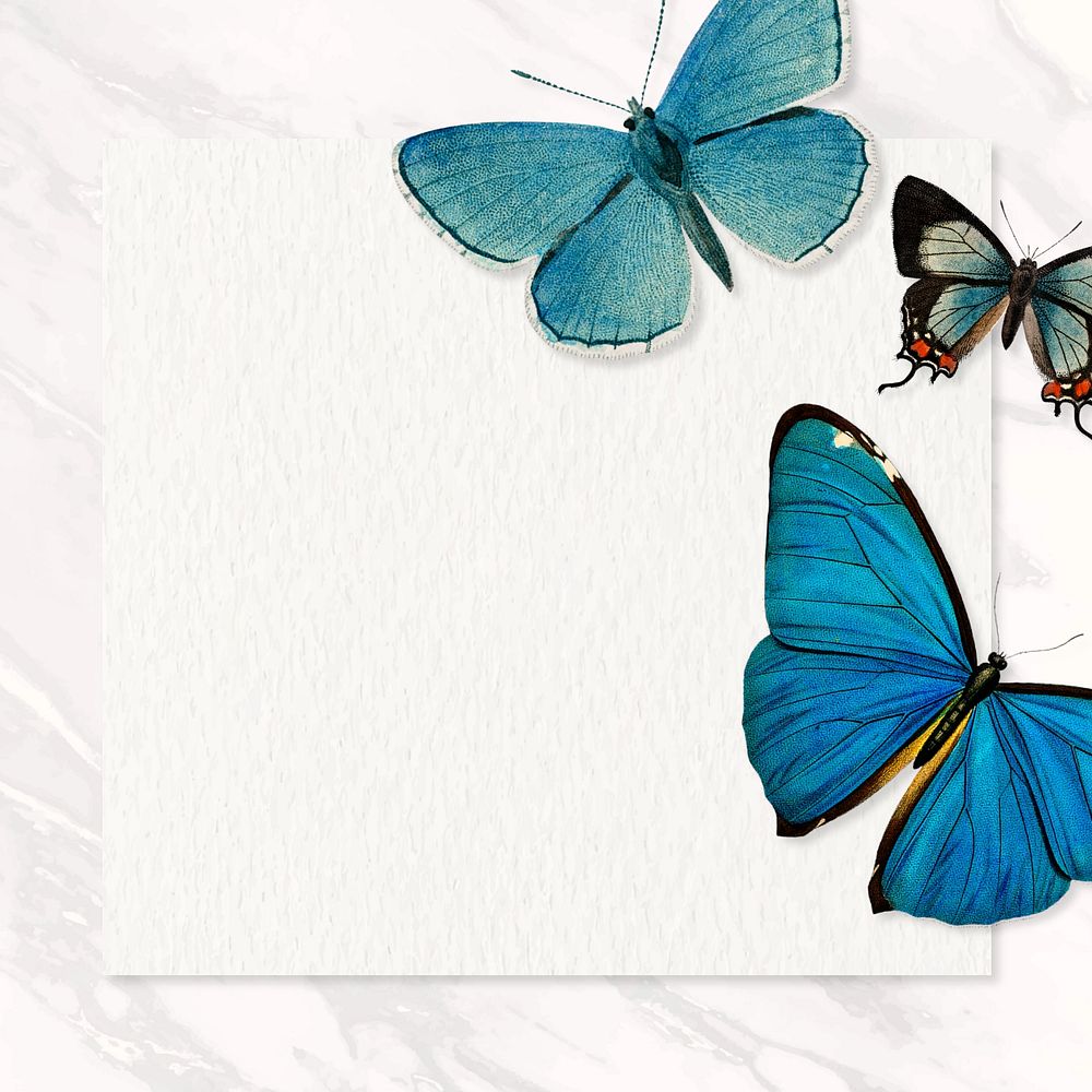 Butterfly frame marble background