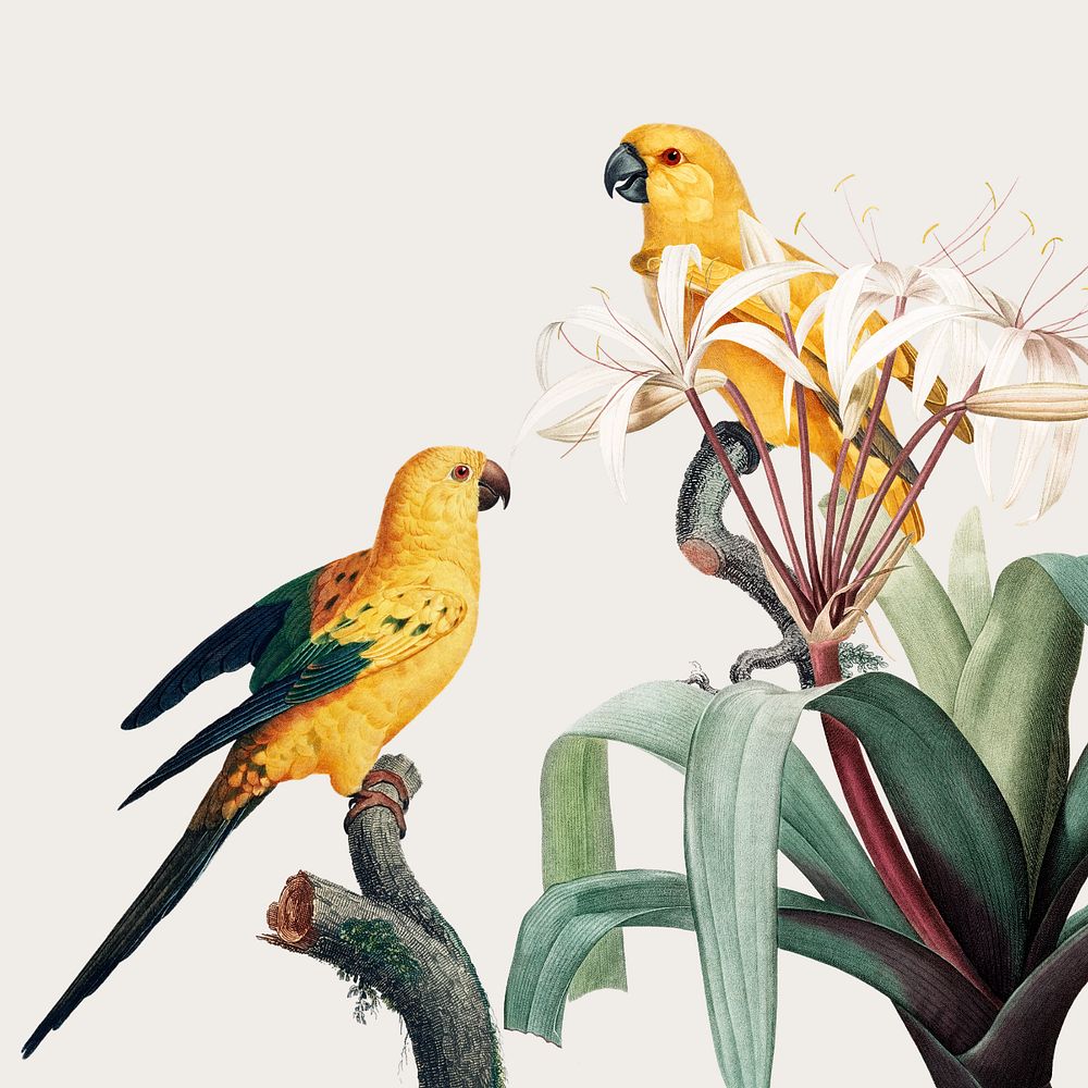 Macaw in a tropical vintage illustration, editable design