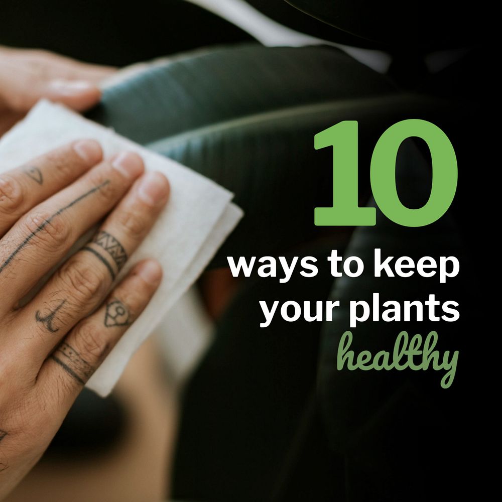 Plants tips Instagram post template, editable design