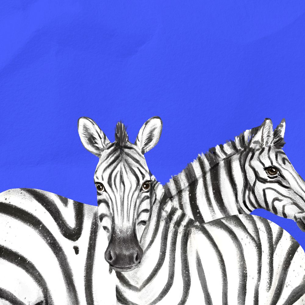 Editable hand-drawn zebras border, blue paper texture background