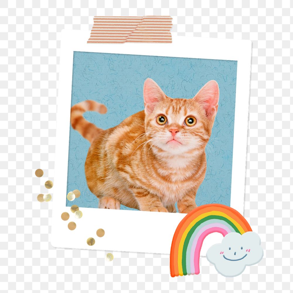 Ginger cat instant film photo collage element