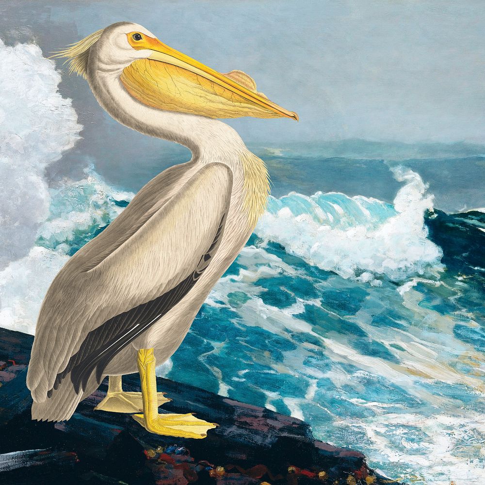 White pelican bird background, vintage animal illustration