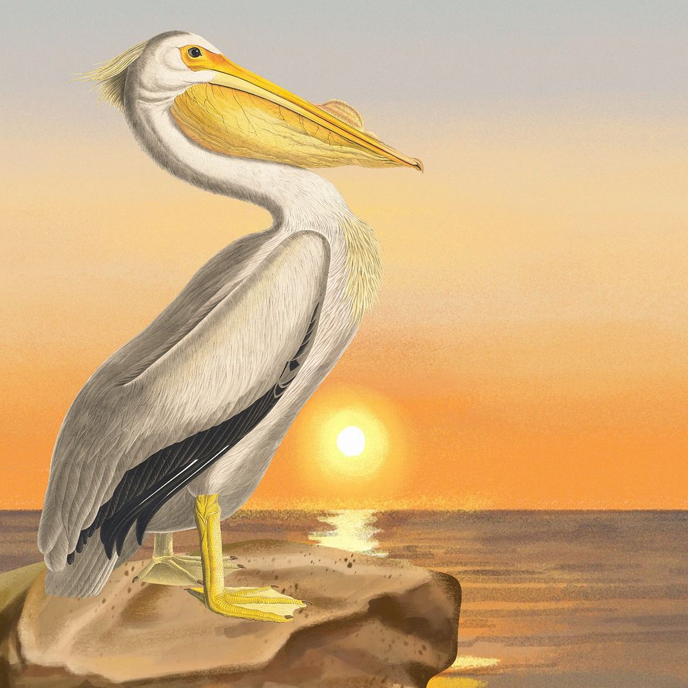 White pelican bird background, scenic beach illustration