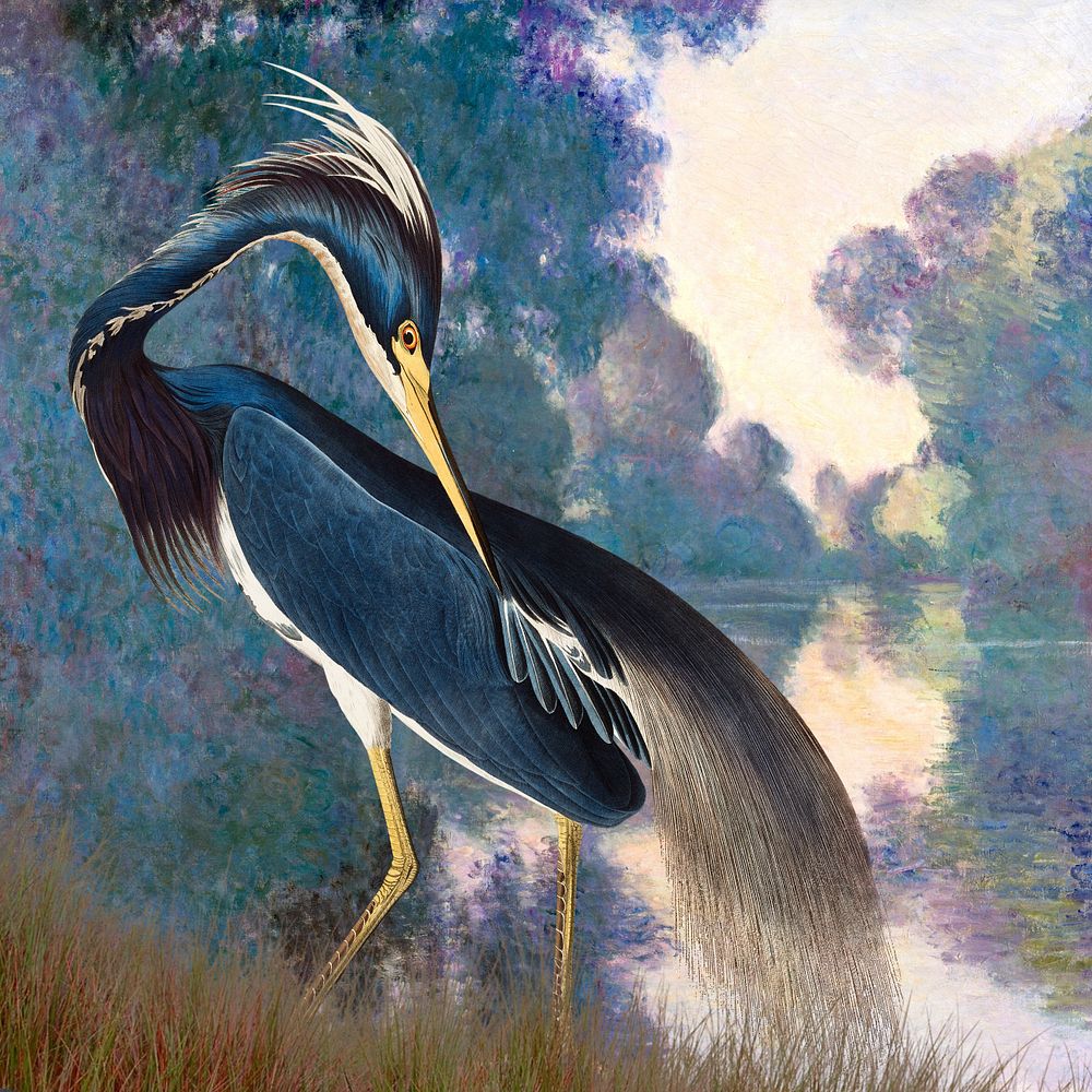 Louisiana Heron bird background, vintage animal illustration