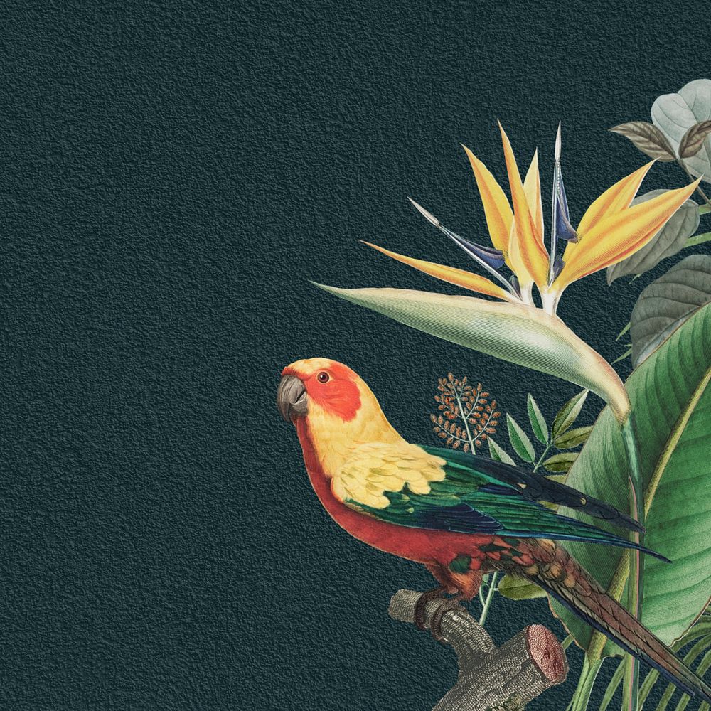 Sun parakeet tropical background, dark blue texture, editable design