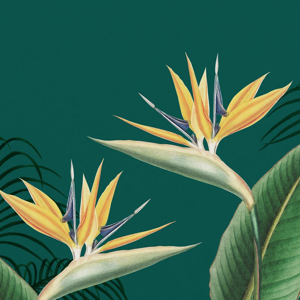 Bird of paradise background, green exotic plant border, editable design