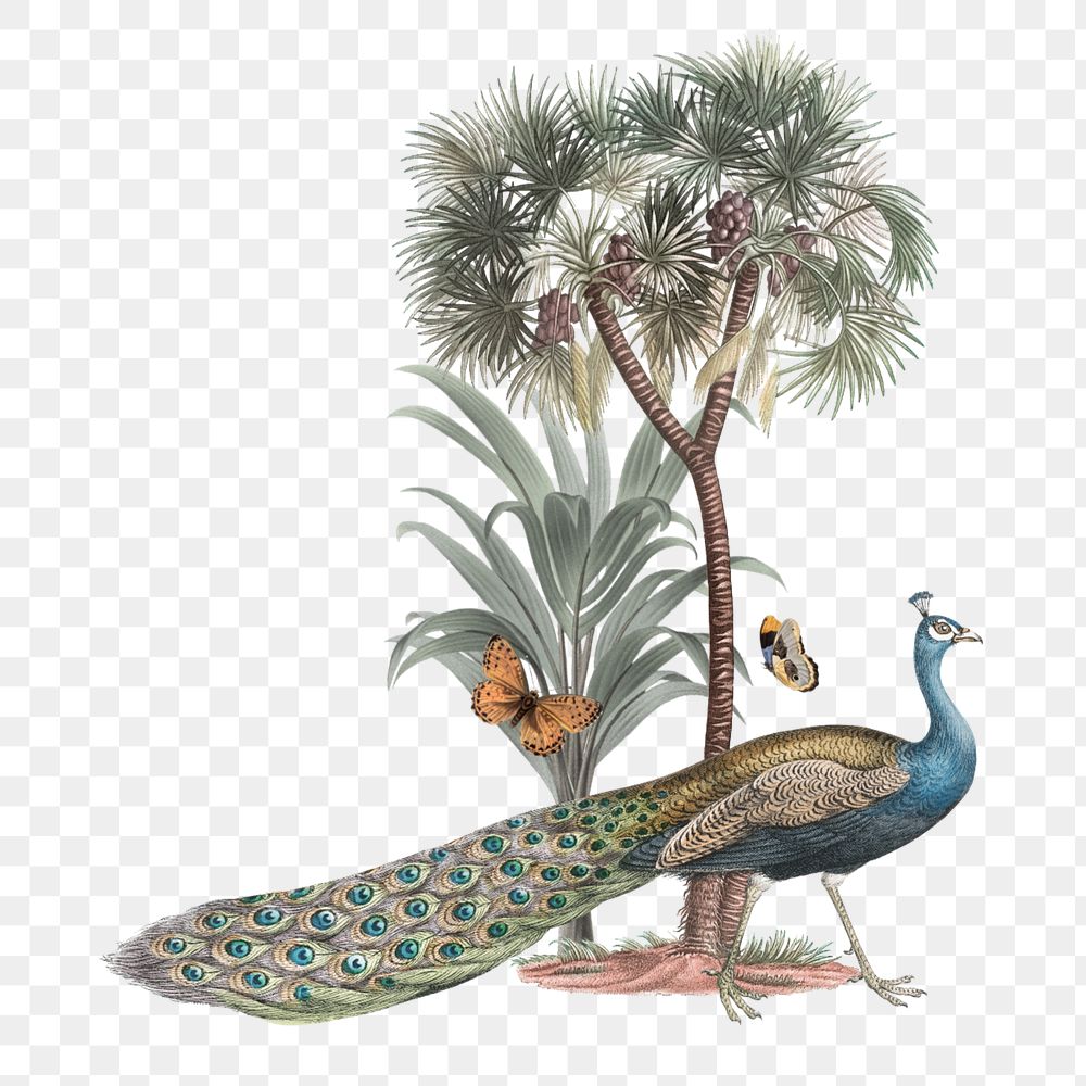 Exotic peacock sticker, bird botanical remix, editable design