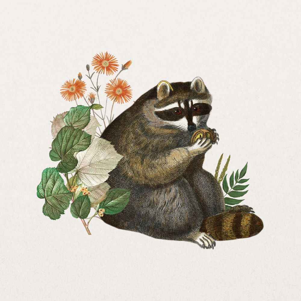 Raccoon sticker, wildlife botanical remix, editable design