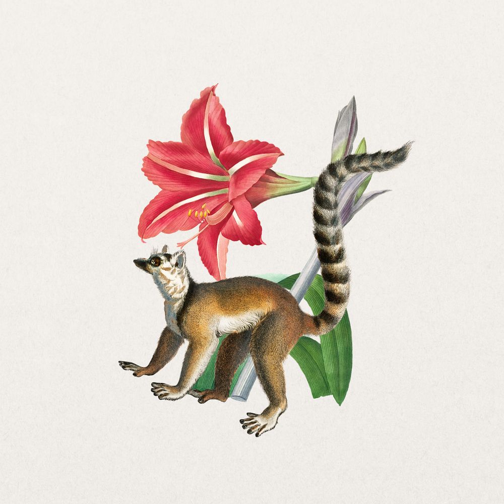 Ring-tailed lemur sticker, wildlife botanical remix, editable design