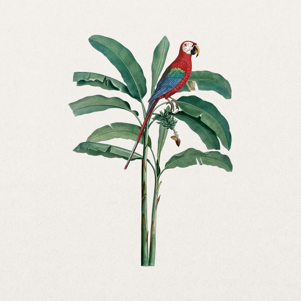 Scarlet macaw parrot sticker, exotic botanical remix, editable design