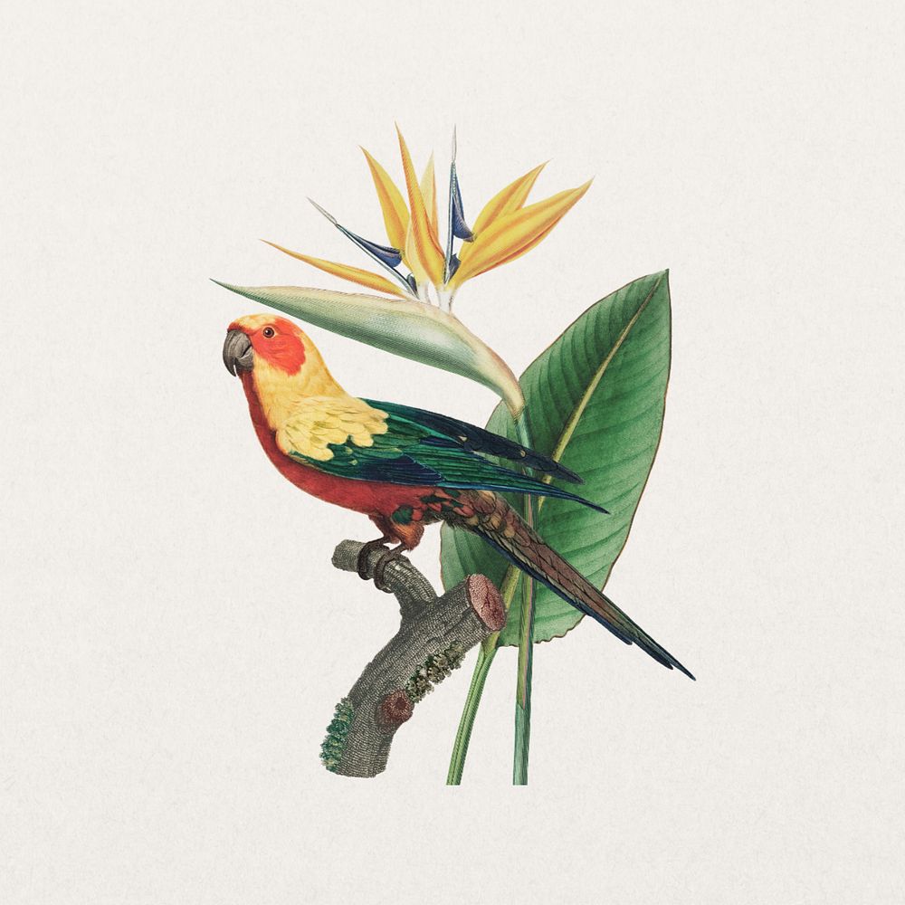 Sun parakeet bird, exotic botanical remix sticker, editable design