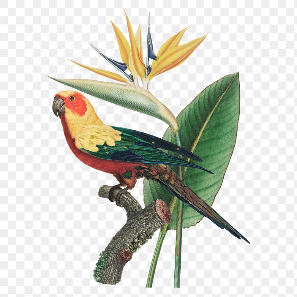 Sun parakeet bird, exotic botanical remix sticker, editable design