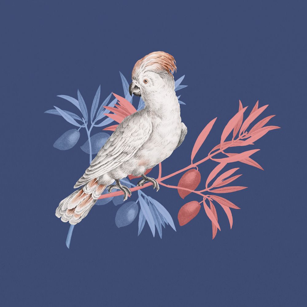 Vintage cockatoo bird, exotic animal sticker, editable design