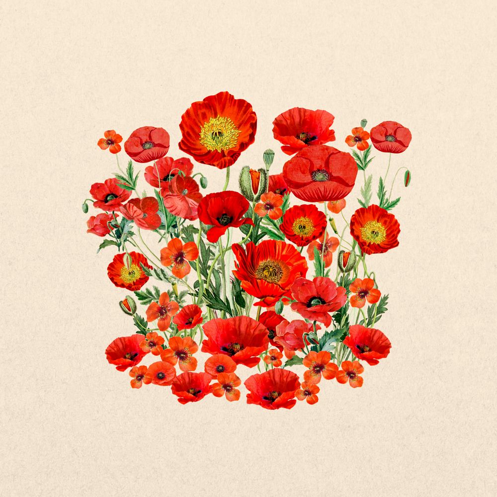 Red poppy flower, botanical illustration, editable design