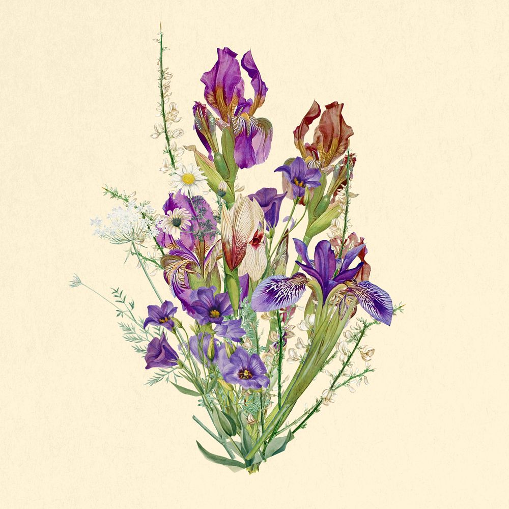 Purple iris bouquet flower, botanical illustration, editable design