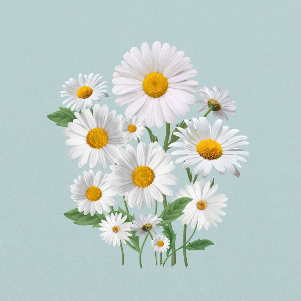 White daisy flower, botanical illustration, editable design