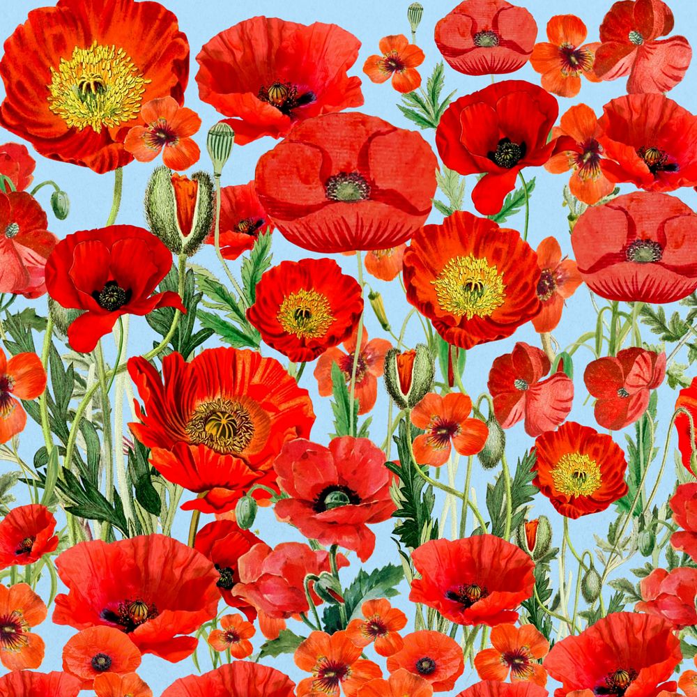 Poppy flower pattern background, red floral illustration, editable design