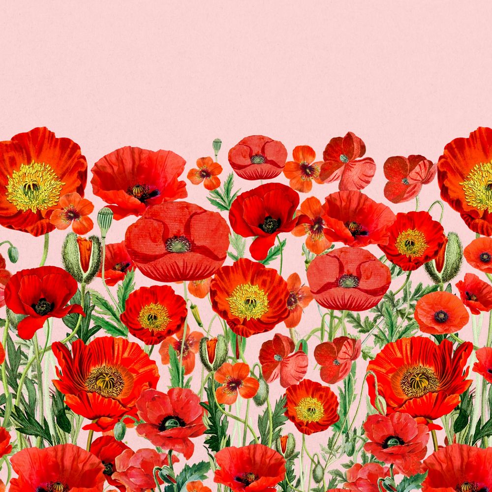 Poppy flower border background, Summer floral illustration, editable design