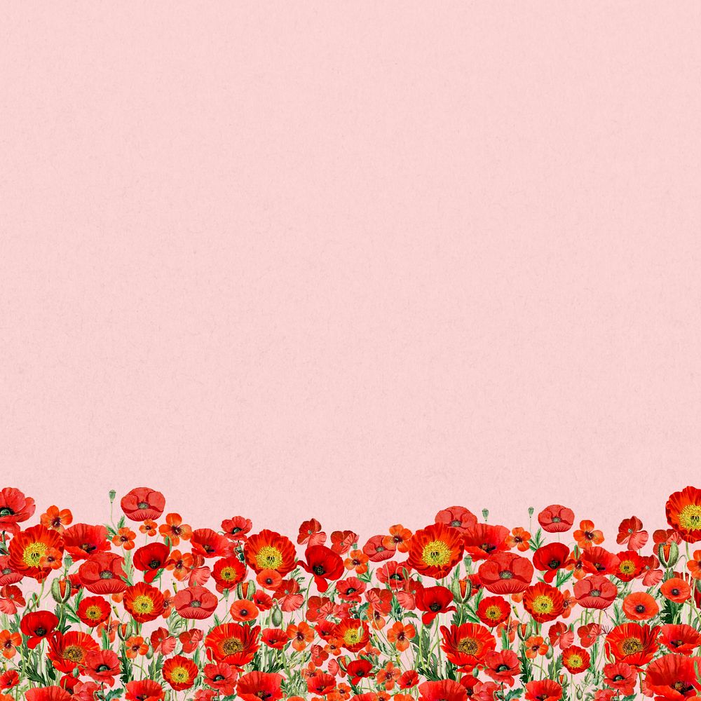 Poppy  flower border background, Summer floral illustration, editable design