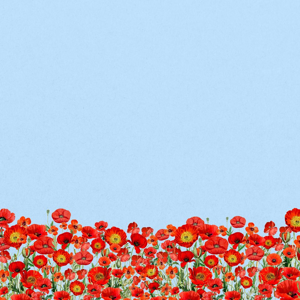 Poppy  flower border background, Summer floral illustration, editable design