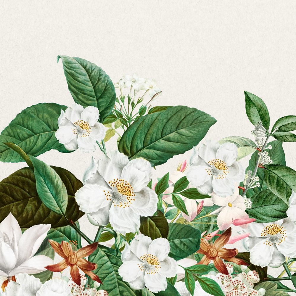 Beautiful jasmine flowers background, botanical illustration, editable design