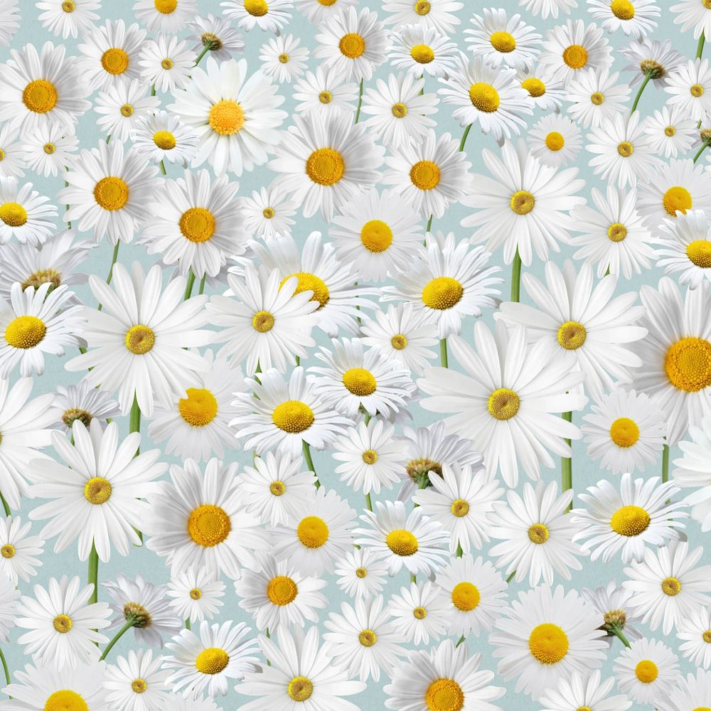 Daisy floral pattern background, white flower illustration, editable design