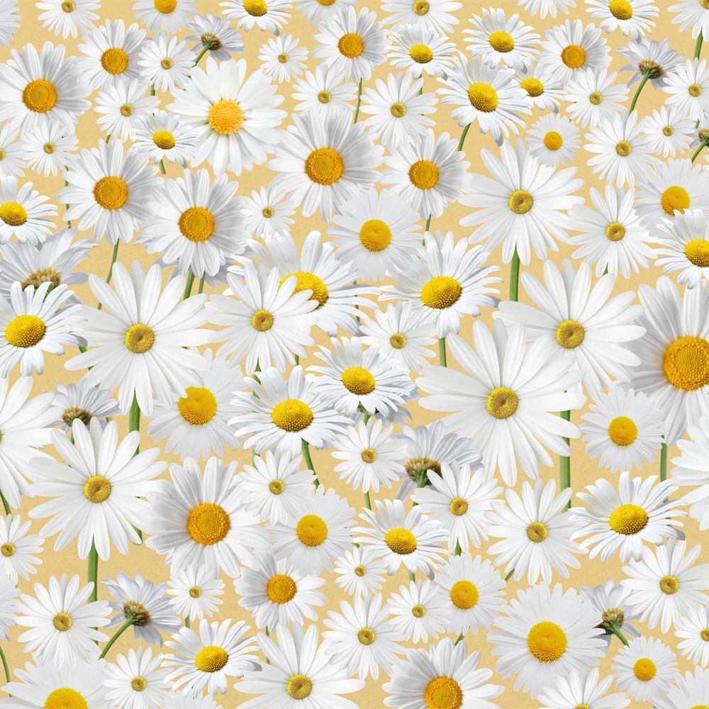 Daisy floral pattern background, white flower illustration, editable design