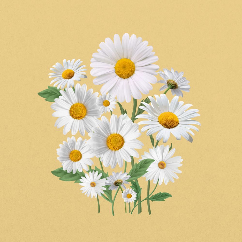 White daisy flower, botanical illustration, editable design