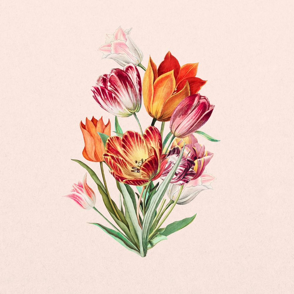 Colorful tulip flower, botanical illustration, editable design