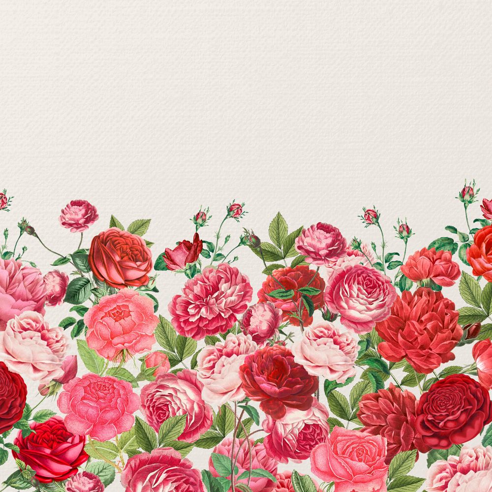 Valentine's flower border background, pink roses illustration, editable design