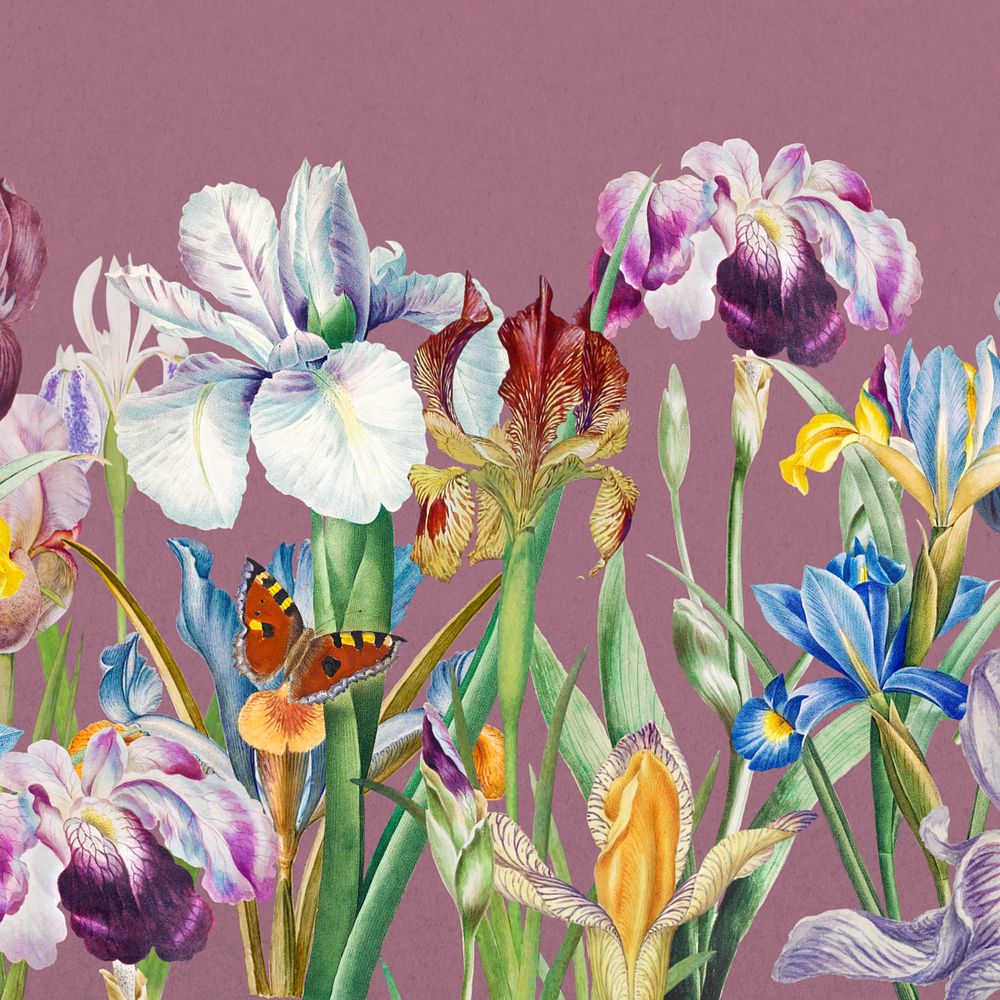 Beautiful iris flowers background, vintage botanical illustration, editable design