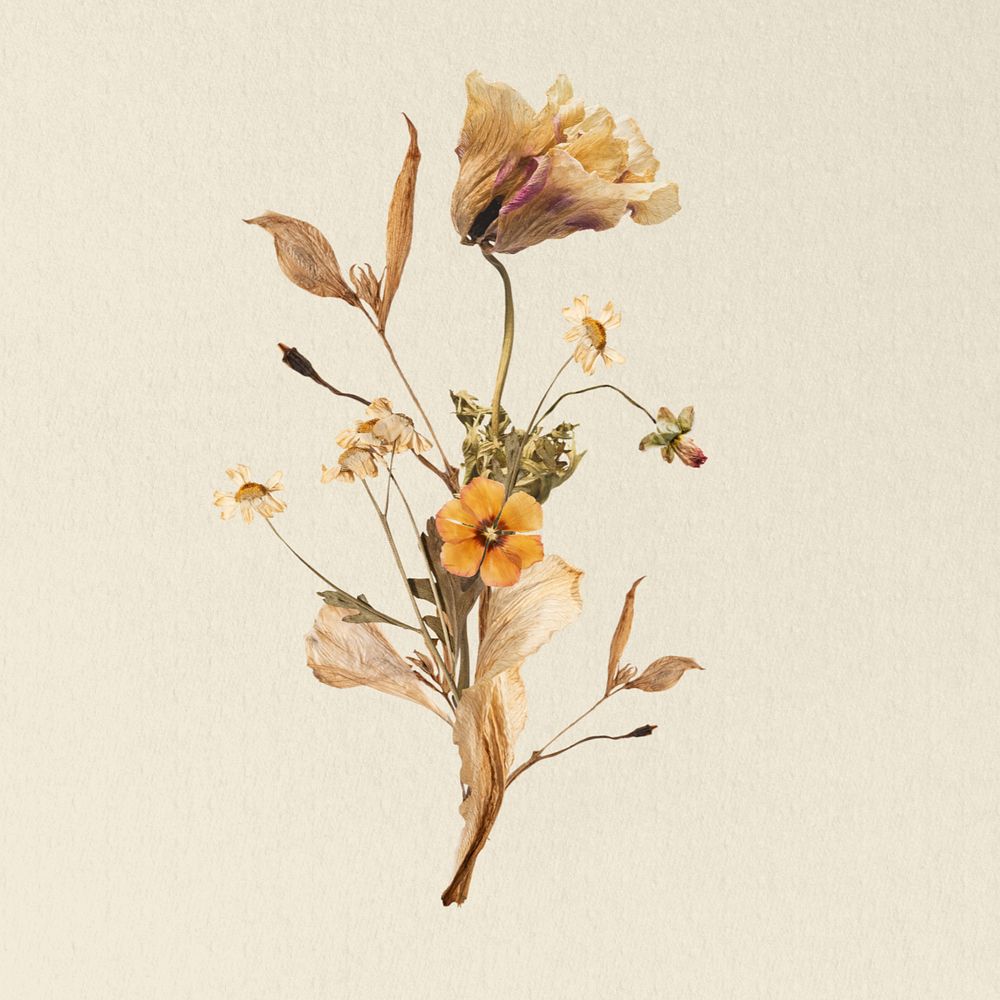 Dry Autumn flower, botanical illustration, editable design