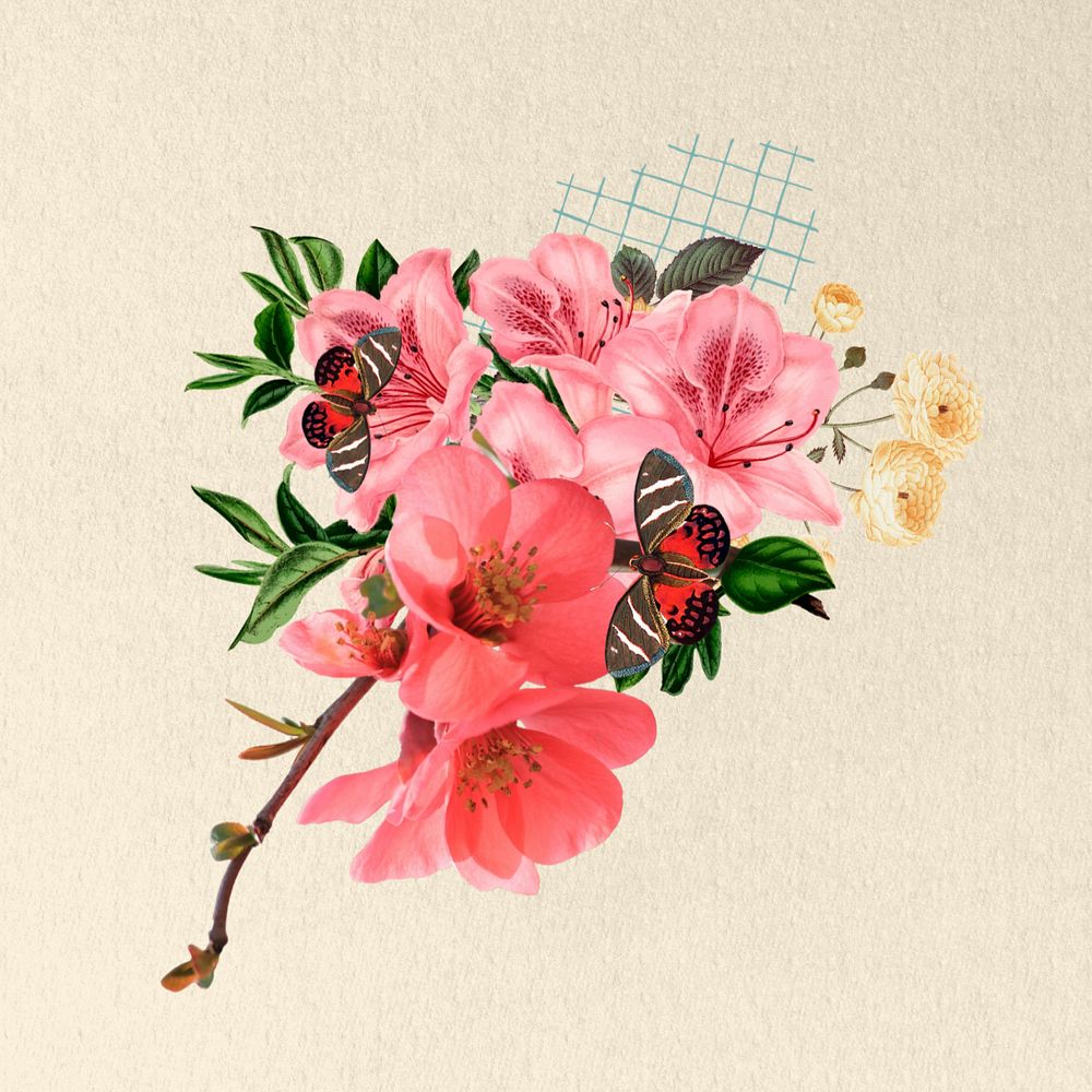 Pink Chinese quince flower, botanical illustration, editable design