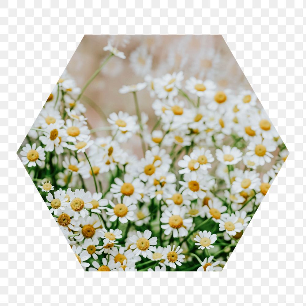 Chamomile field  png hexagonal  sticker, transparent background