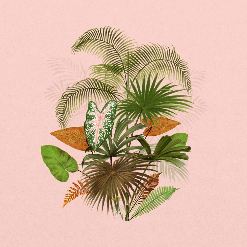 Tropical palm tree, botanical illustration, editable design