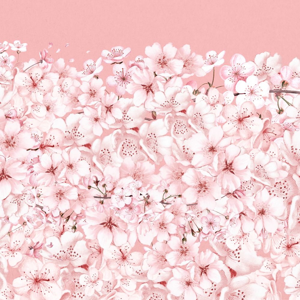 Japanese Sakura flower background, pink botanical illustration, editable design