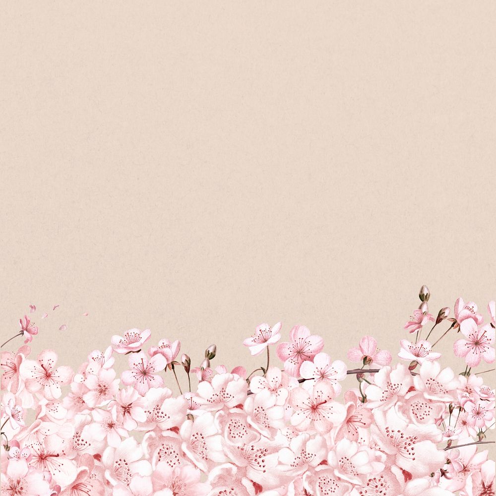 Japanese cherry blossom background, pink flowers illustration, editable design