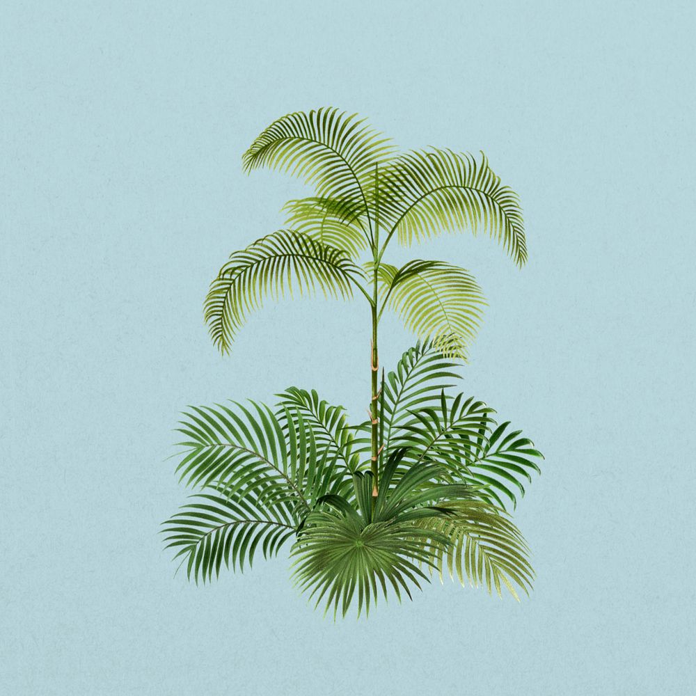 Tropical palm tree, botanical illustration, editable design