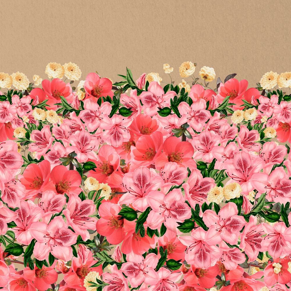 Spring azalea flowers background, pink botanical border, editable design