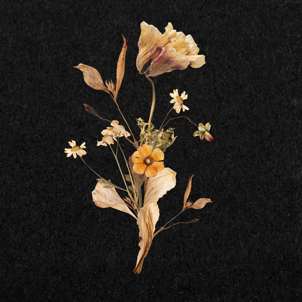 Dry Autumn flower, botanical illustration, editable design
