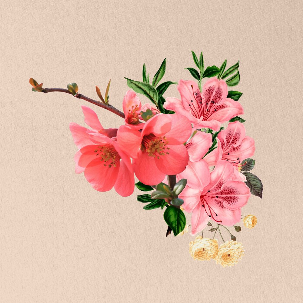 Pink Chinese quince flower, botanical illustration, editable design