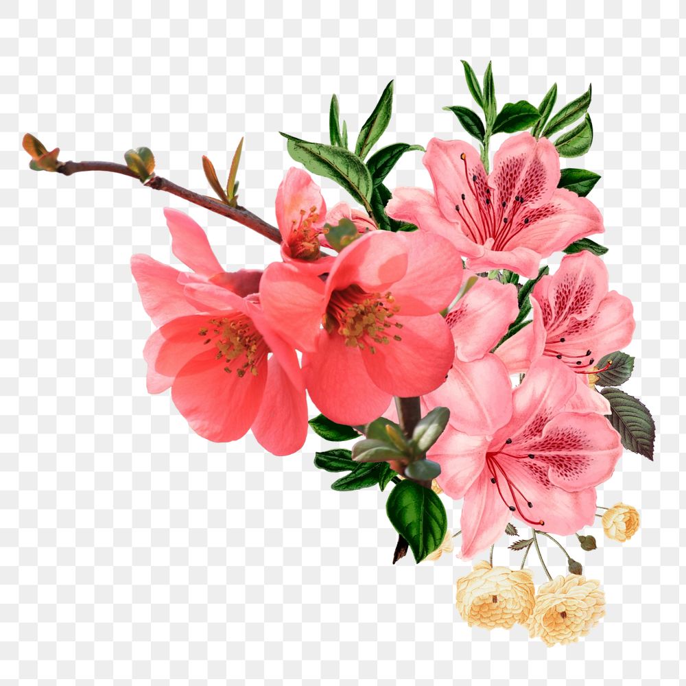 Pink Chinese quince png flower, botanical illustration, editable design