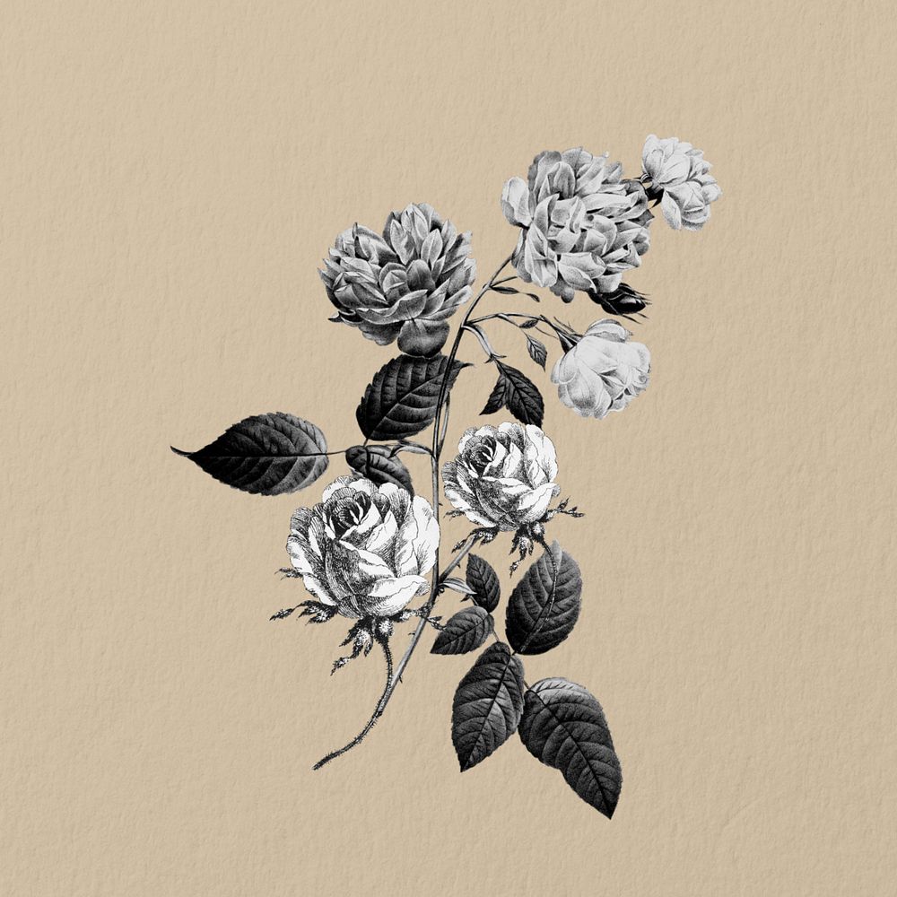 Vintage rose flower, botanical illustration, editable design