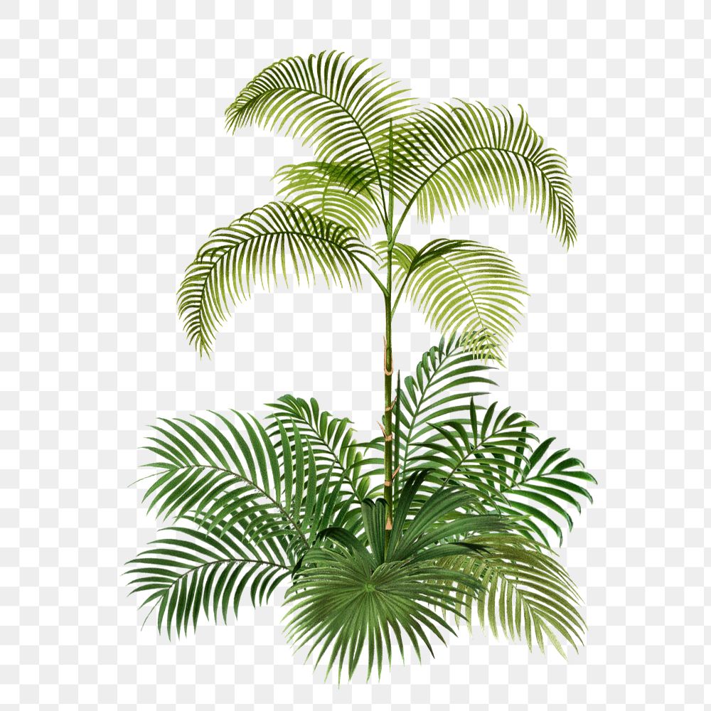 Tropical palm tree png, botanical illustration, editable design