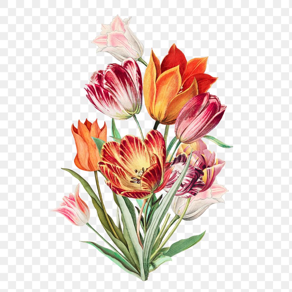 Colorful tulip png flower, botanical illustration, editable design